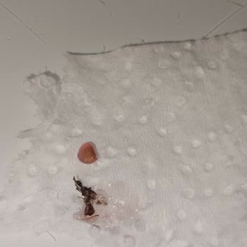 Ganik Marka Reçelin İçinden Böcek Çıktı