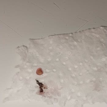 Ganik Marka Reçelin İçinden Böcek Çıktı