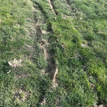 İBB - İstanbul Büyükşehir Belediyesi Suadiye Sahil Çim Alanlarının Altyapısı