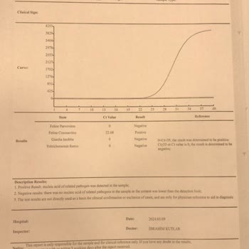 Dr. Pets Veteriner Kliniği Kedinizin Yaşamasını İstiyorsanız, Sokağından Bile Geçmeyin!
