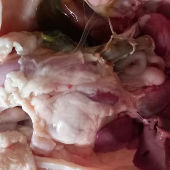 Temizlenmemiş Tavuk BİM'de