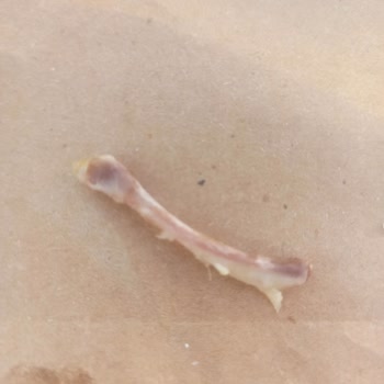 Burger King Ölüme Teşebbüs Kemikli Ürün