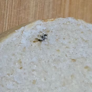 Uno Ekmek Gurme Hamburgerden Çıkan Siyah Nesne