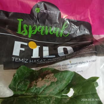 Ispanak Çamurlu Hasat