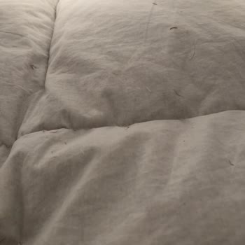 Chakra Kaz Tüyü Yorgan Tüy Atma Ve Küçülme