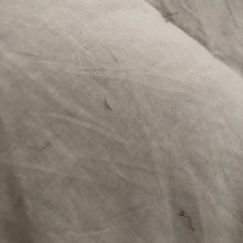 Chakra Kaz Tüyü Yorgan Tüy Atma Ve Küçülme