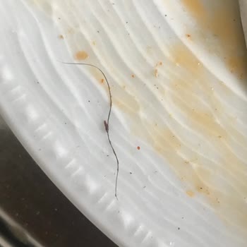 Tarım Kredi Kooperatif Market Tarım Marketten Aldığım Kakaolu Fındık Kremasından Kıl Çıktı