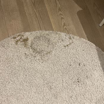 Görkem Halı Yıkama İzmir Hizmet Kalitesinde Düşüş Yaşanan Halı Yıkama Deneyimi