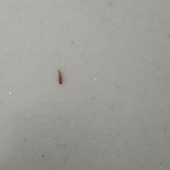 A101 Ovadan Pirinç Kurtlu