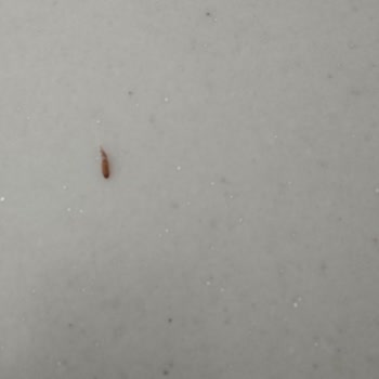 A101 Ovadan Pirinç Kurtlu