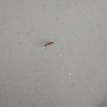 A101 Ovadan Pirinç Kurtlu