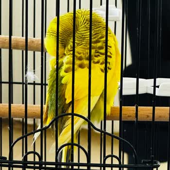 İstanbul Veteriner Kliniği Kuş Kliniği Kuşumu Daha Da Kötü Yaptı