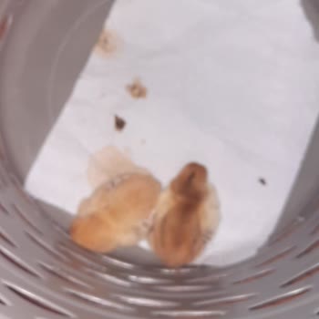 Samsung A51 Şikayet Var