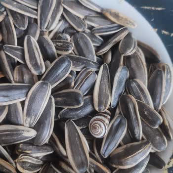 BİM Çekirdekten Ölmüş Salyangoz Çıktı