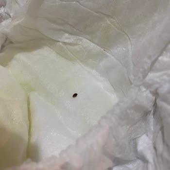 Sleepy Bebek Bezinde Böcek Çıktı!