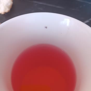 Diox Tea Çayında Sinek Çıktı