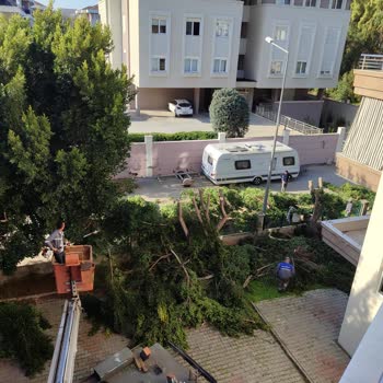 Konyaaltı Belediyesi'nin Ağaç Budama Yöntemine Dikkat!