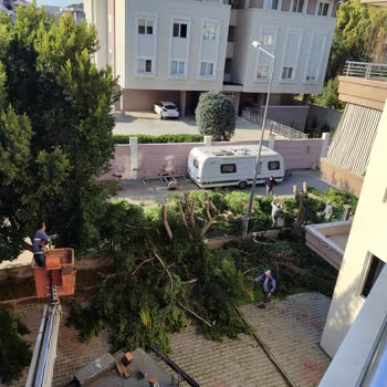 Konyaaltı Belediyesi'nin Ağaç Budama Yöntemine Dikkat!