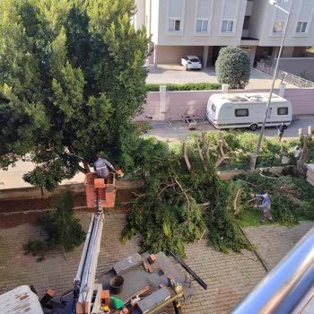 Konyaaltı Belediyesi'nin Ağaç Budama Yöntemine Dikkat!