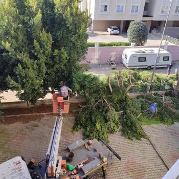 Konyaaltı Belediyesi'nin Ağaç Budama Yöntemine Dikkat!