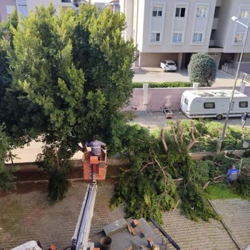 Konyaaltı Belediyesi'nin Ağaç Budama Yöntemine Dikkat!