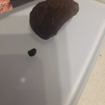 Gold Harvest Kuruyemiş Dişim Kırıldı!