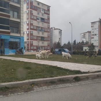 Eskişehir Tepebaşı Belediyesi Batıkent Mahallesi Sokak Köpekleri Şikayeti