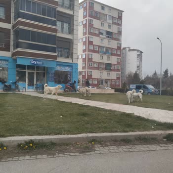 Eskişehir Tepebaşı Belediyesi Batıkent Mahallesi Sokak Köpekleri Şikayeti