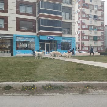 Eskişehir Tepebaşı Belediyesi Batıkent Mahallesi Sokak Köpekleri Şikayeti