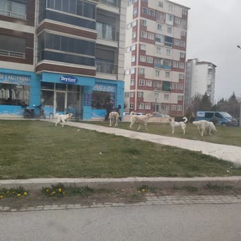Eskişehir Tepebaşı Belediyesi Batıkent Mahallesi Sokak Köpekleri Şikayeti