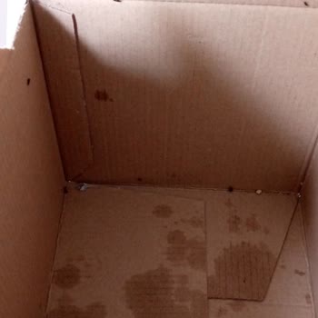 Maksul Kuruyemiş Ürün İçinde Böceklenme Sorunu