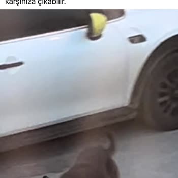 İBB Saldırgan Sokak Köpeklerine Çözüm Bulmalı