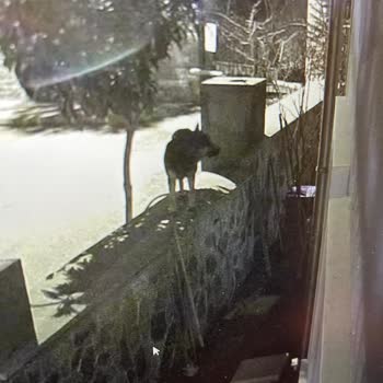 İBB Saldırgan Sokak Köpeklerine Çözüm Bulmalı