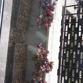 Bauhaus Mağazasından Alınan Çiçeklerin Durumu Hakkında Şikayet