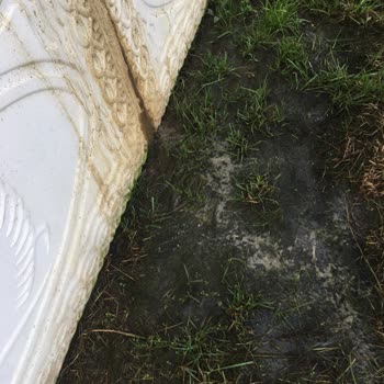 Darıca Belediyesi Darıca Cami Mahallesinde Yapılan Hayvancılıktan Rahatsız Oluyoruz.