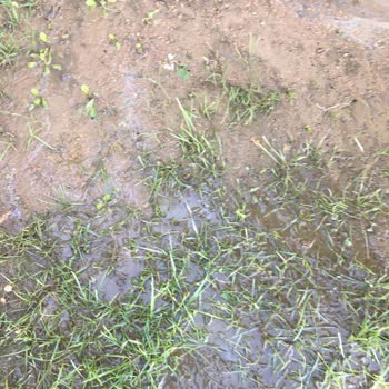 Darıca Belediyesi Darıca Cami Mahallesinde Yapılan Hayvancılıktan Rahatsız Oluyoruz.