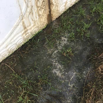 Darıca Belediyesi Darıca Cami Mahallesinde Yapılan Hayvancılıktan Rahatsız Oluyoruz.