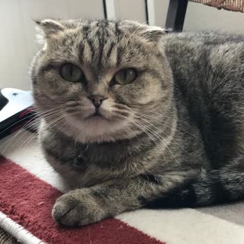 Türk Telekom Mobil Hat Çekmeme Problemi