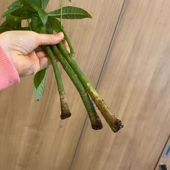 Çiçek Sepeti Yanlış Ürün Gönderimi