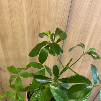 Çiçek Sepeti Yanlış Ürün Gönderimi