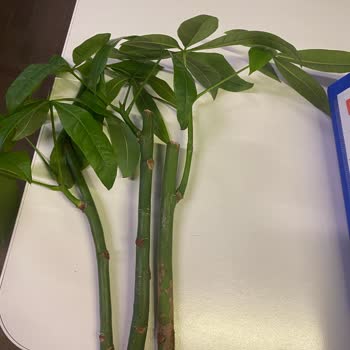 Çiçek Sepeti Yanlış Ürün Gönderimi