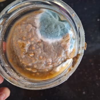 Fersan Közlenmiş Patlıcan Kavanozunun Küflenmesi