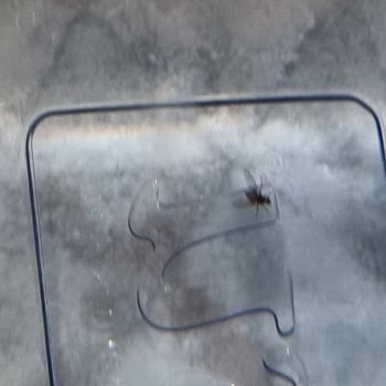 Beysu Damacana Su İçinden Sinek Çıktı!