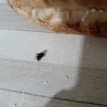 BİM Ünlüx Marka Sandviç Ekmeğinden Sinek Çıktı