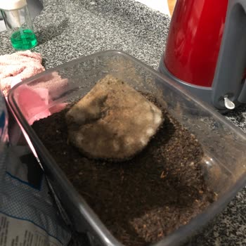 Çaykur Kamelya Çaydan Küf Çıktı