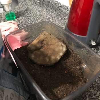 Çaykur Kamelya Çaydan Küf Çıktı