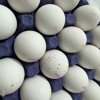 30 Lu Atalay Yumurta Küflü Çıktı.