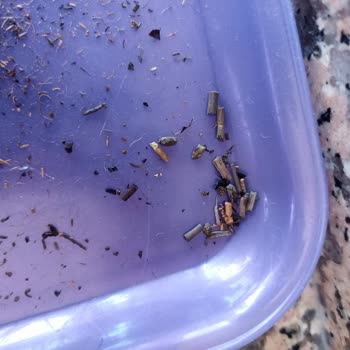 Sadem Çay Büyükşehir Belediyesi Erzak Kolisinden Çıkan Sade Çay Değil Değişik.