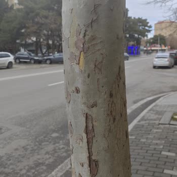 Xiaomi 14 Kamera Buğu