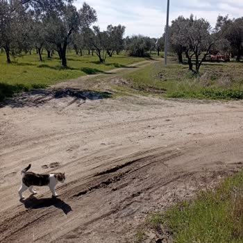 Geyikli Belediyesi Yol Çalışması!